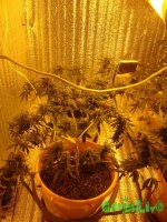 DSC09589 (1152 x 1536).jpg