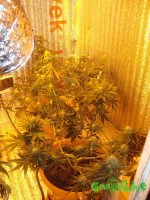 DSC09590 (1152 x 1536).jpg