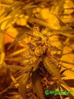 DSC09591 (1152 x 1536).jpg