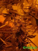 DSC09592 (1152 x 1536).jpg