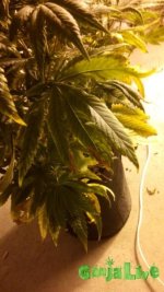 IMG_20151007_204528.jpg