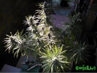 WP_000672.jpg