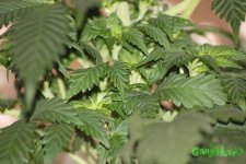 IMG_3848.JPG