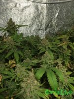 stp-uk5-Mgw (600x800).jpg