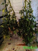 gCyS74Tg_2U (601x800).jpg