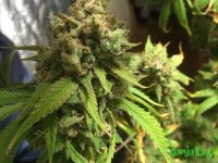 RPXUhyGkX5w (800x600).jpg