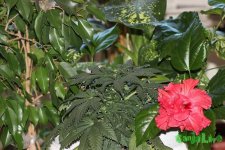 IMG_4053.JPG