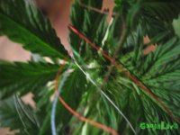 IMG_1736.JPG IMG_1736.JPG