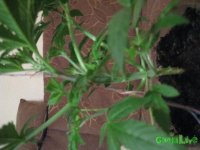 IMG_1746.JPG IMG_1746.JPG