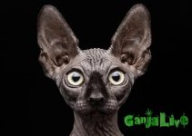 Sphynx_Cats_10.jpg