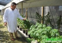 1393829394_cannabis-terapeutica.jpg