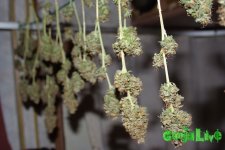secado-marihuana.jpg