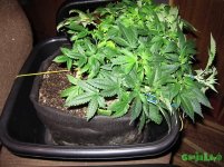 IMG_0241.JPG