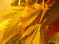 DSC00396.JPG
