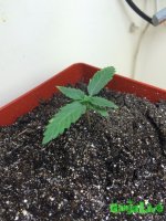 2015-11-11 22-16-26.JPG