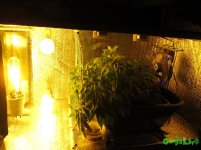 IMG_0252.JPG
