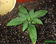 2015-11-17 17-52-29.JPG