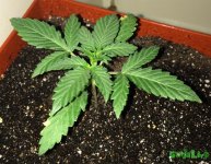 2015-11-17 17-52-15.JPG