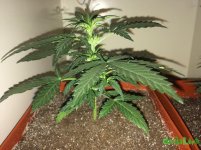 2015-11-25 20-20-20.JPG