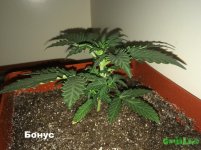 2015-11-25 20-20-26_11-43-01.JPG