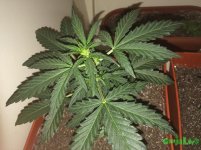 2015-11-25 20-20-33.JPG