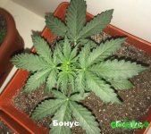 2015-11-25 20-20-37_11-41-24_11-43-24.JPG