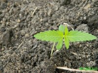 Durban Poison.JPG Durban Poison.JPG