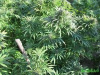 IMG_7986.JPG IMG_7986.JPG