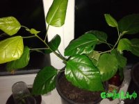 20151129_160502.jpg