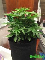 IMG_1169.jpg