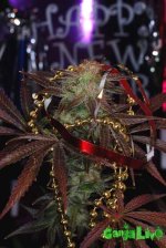 NewYearPlant11.jpg