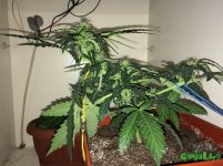 2015-12-02 22-09-04.JPG