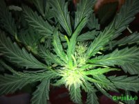 2015-12-04 21-43-50.JPG