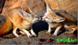AnimalLove_3.jpg