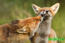 fox_08.jpg