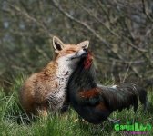 resized_fox_with_fog.jpg