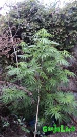 DSC03752.JPG