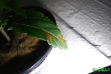 DSC_8930.JPG