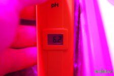 ph2.JPG