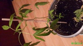 20160105_154438.jpg