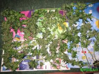 IMG_0549.JPG