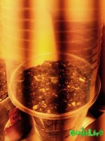 amnesia2.jpg