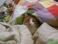 мой котейка).jpg