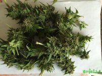 2016-01-06 13-19-51.JPG