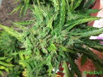 2016-01-04 15-35-19.JPG