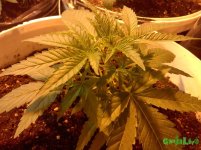 CAM01815.jpg
