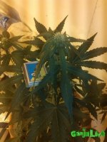 IMG_20160115_201758.jpg