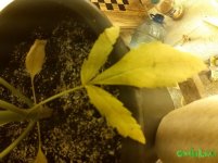 IMG_20160119_121207.jpg