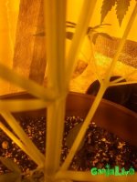 IMG_20160111_172257.jpg
