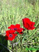gras4 047.JPG gras4 047.JPG